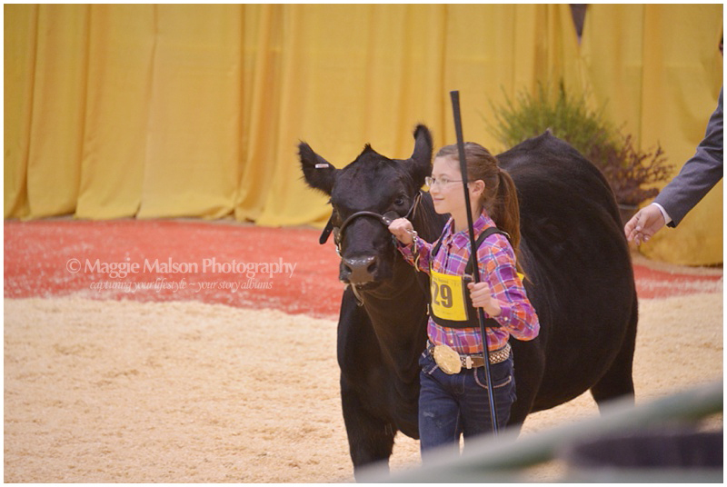 2015, Reno, WNAF, Western Regional showing Angus cattle