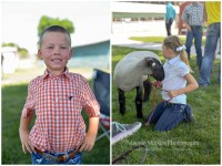 sheep show