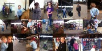 showing cattle