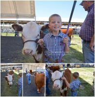 stockshowlife