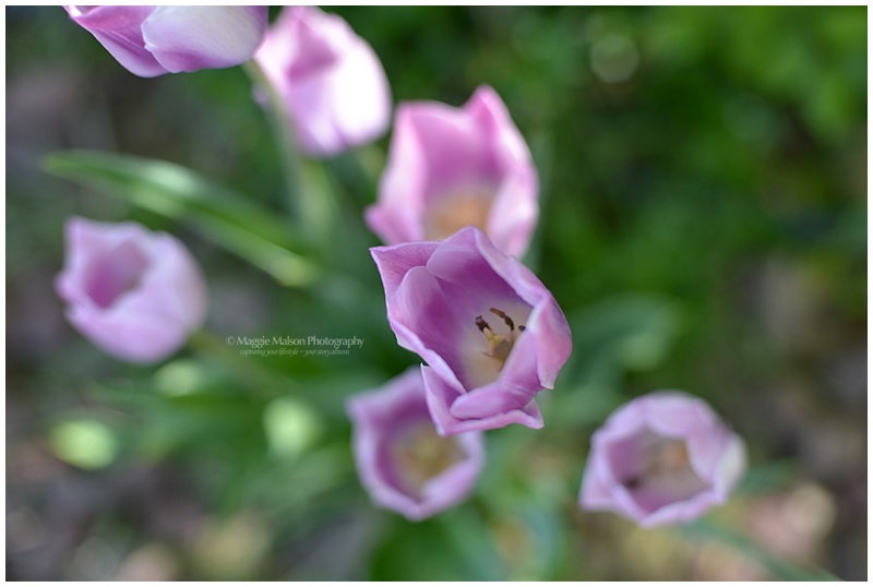 purpletulipsDSC_2261_web