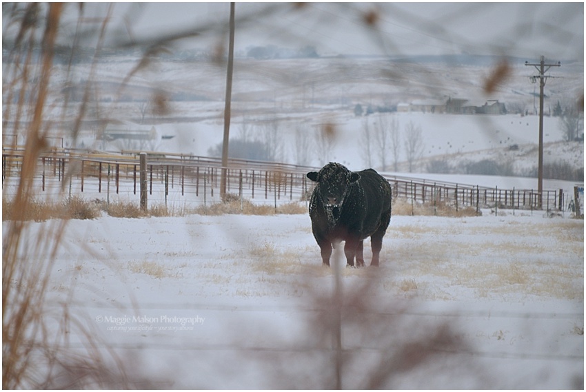 Angus bull in snow