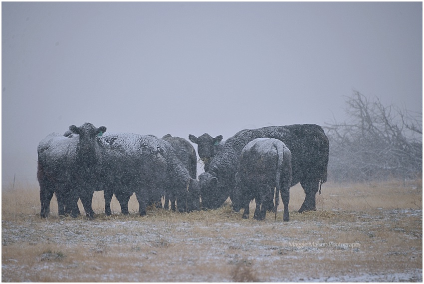 cowsinsnowcowsinsnowdsc_7037_web