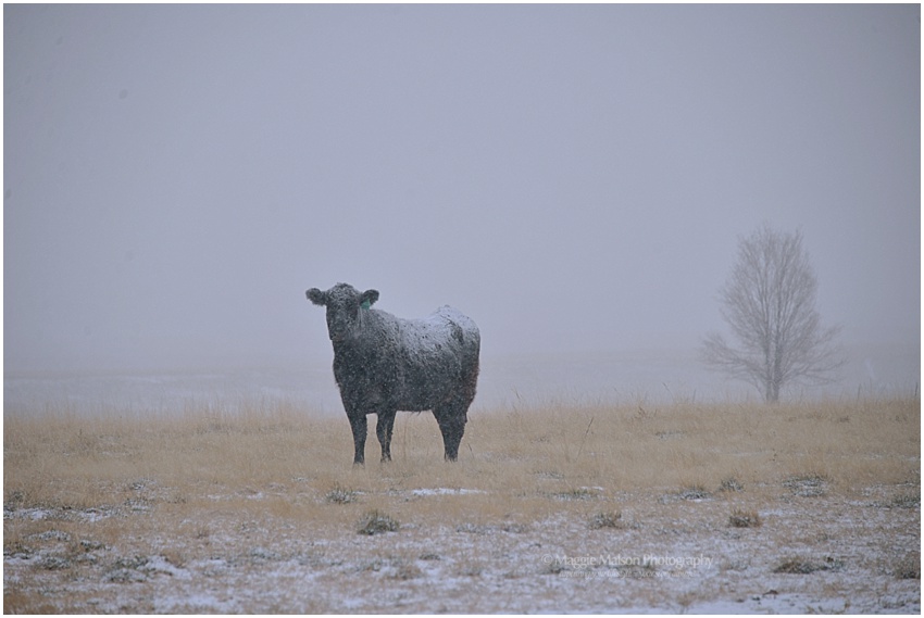 cowsinsnowcowsinsnowdsc_7050_web