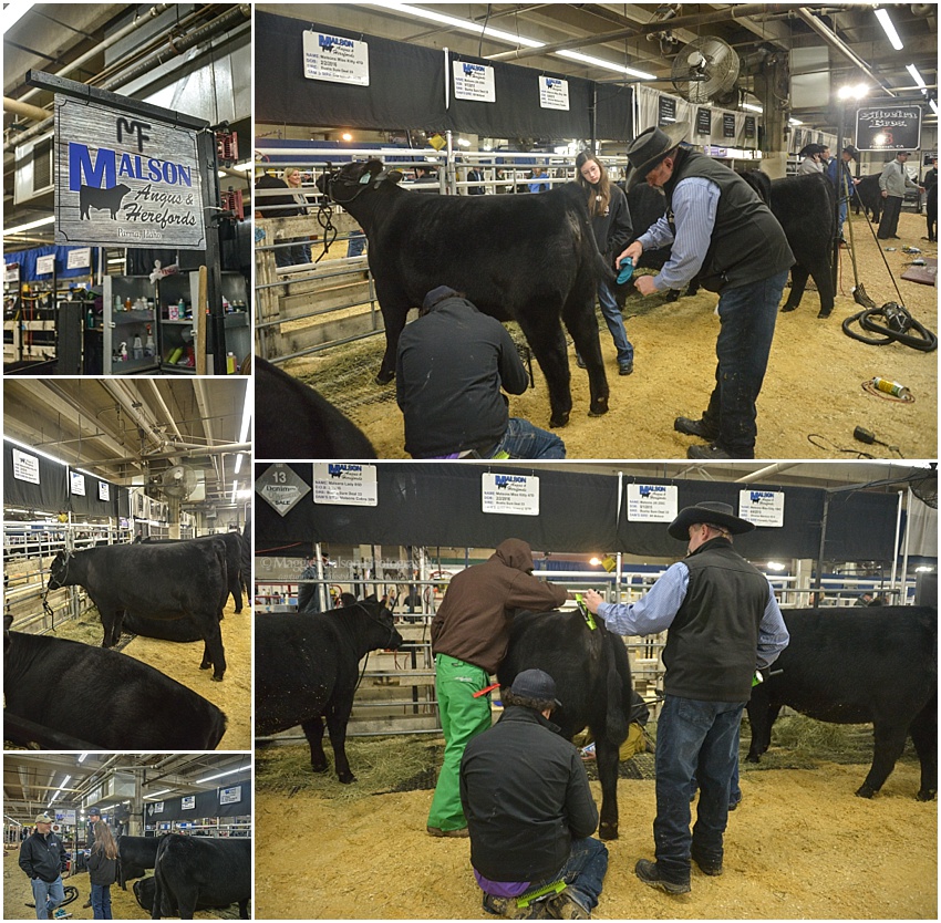 2017,Angus,NWSS,showing cattle,