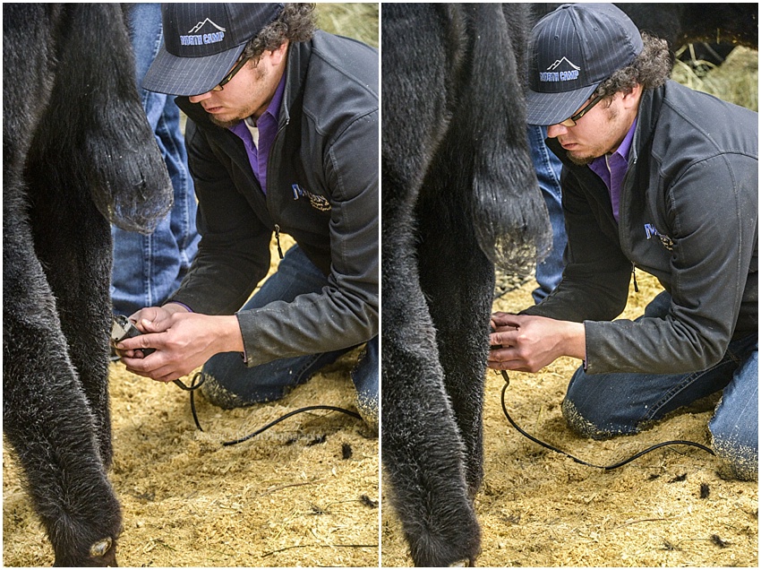 2017,Angus,NWSS,showing cattle, 2017,Angus,NWSS,showing cattle,