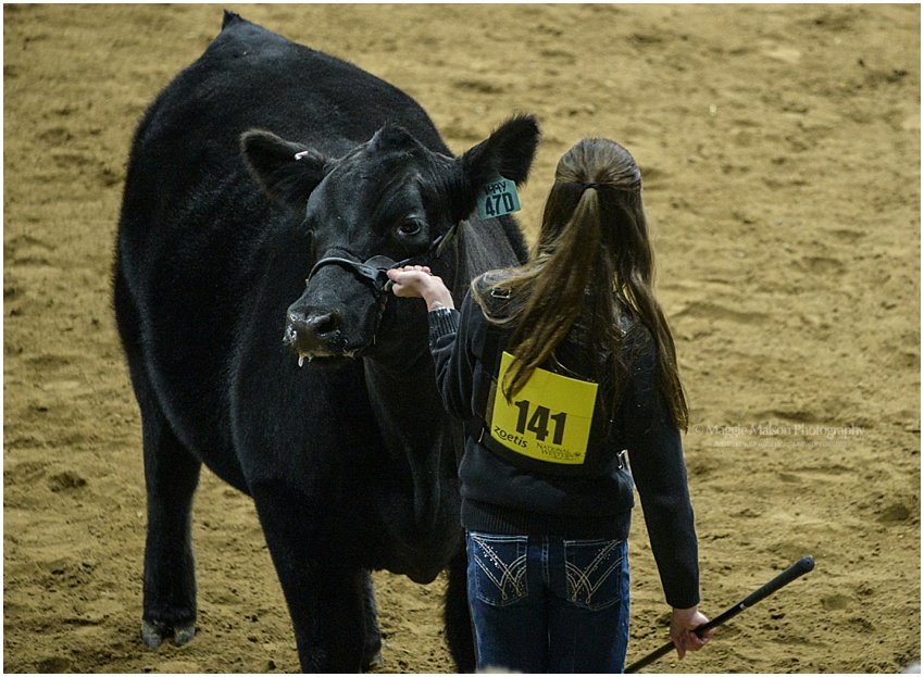 2017,Angus,NWSS,showing cattle, 2017,Angus,NWSS,showing cattle,
