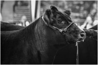 National Western Stock Show