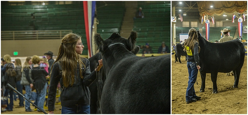 2017,Angus,NWSS,showing cattle, 2017,Angus,NWSS,showing cattle,