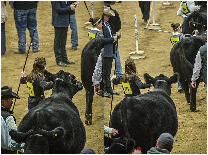 2017,Angus,NWSS,showing cattle, 2017,Angus,NWSS,showing cattle,