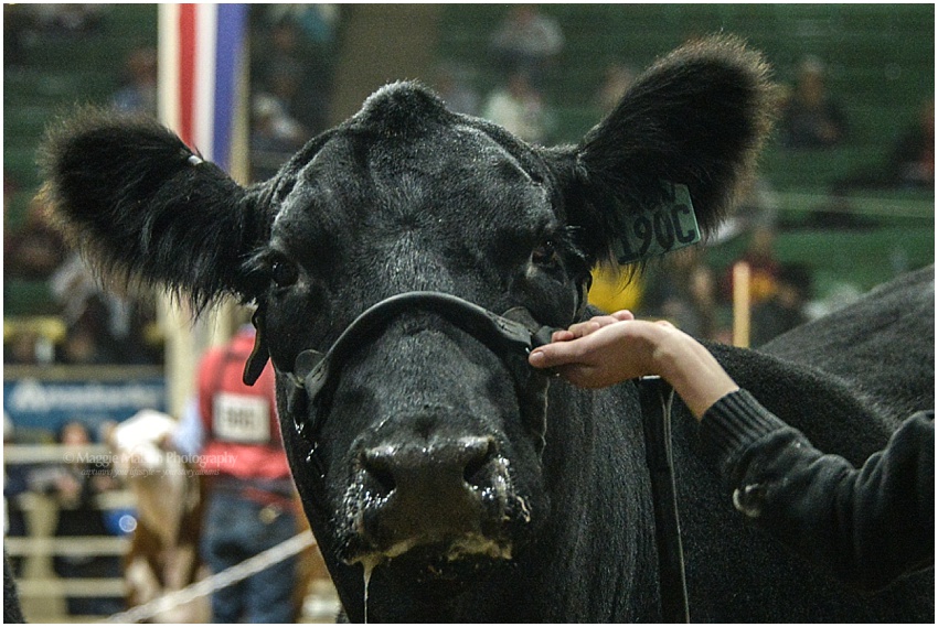 National Western Stock Show, Angus heifer, Angus female junior show