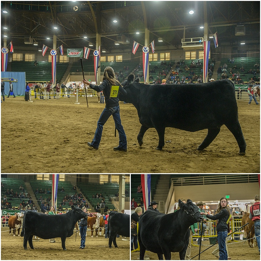 2017,Angus,NWSS,showing cattle, 2017,Angus,NWSS,showing cattle,
