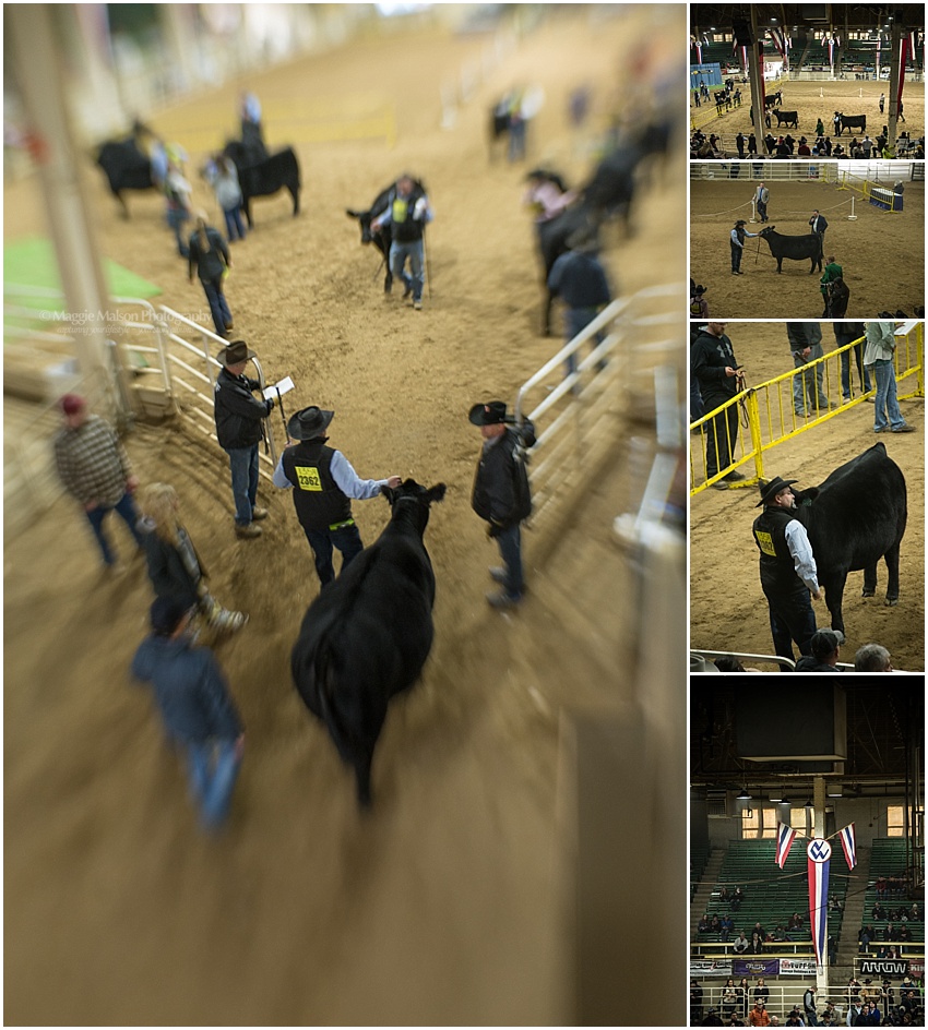 2017,Angus,NWSS,showing cattle,