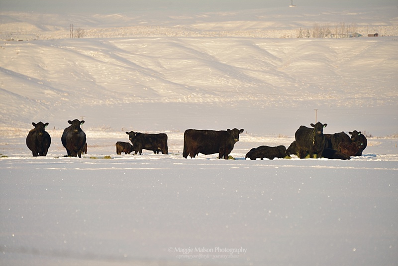 Angus cows in snow