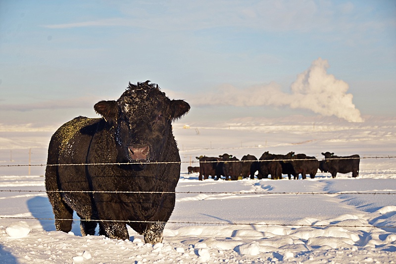 Angus cattle in winter 
