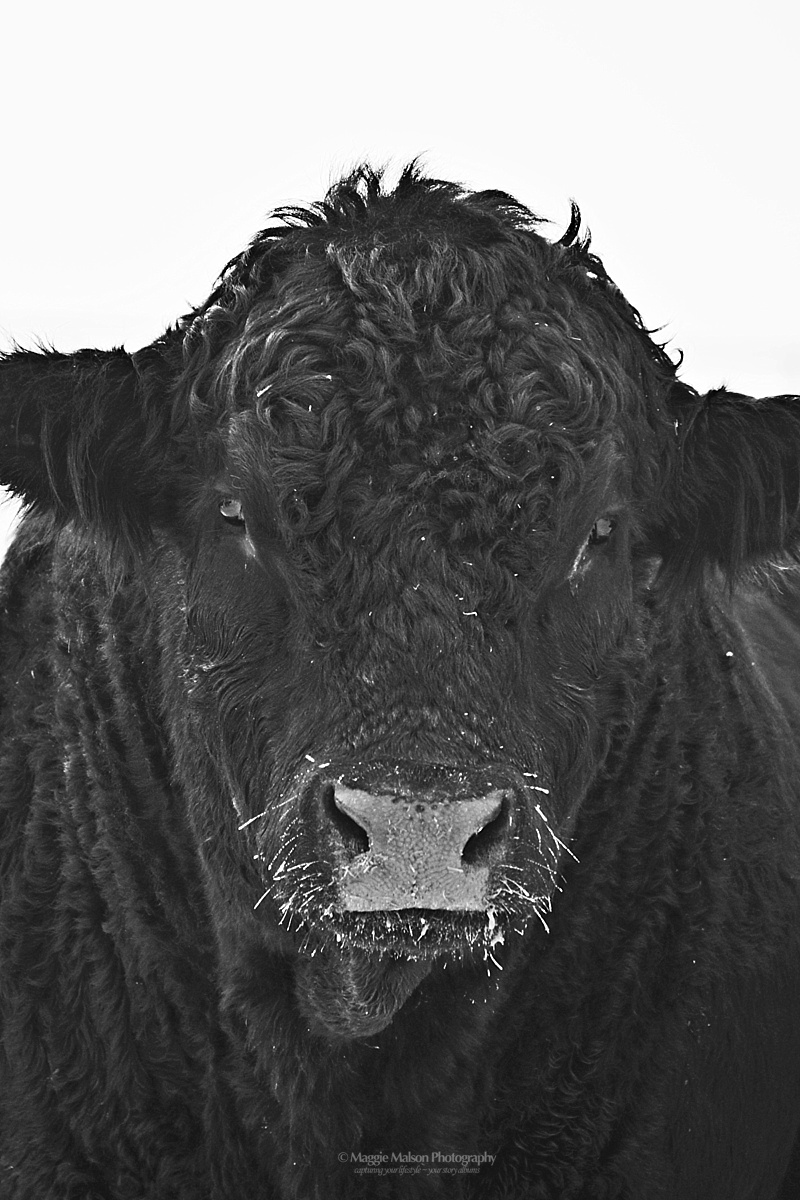 Black Angus bull