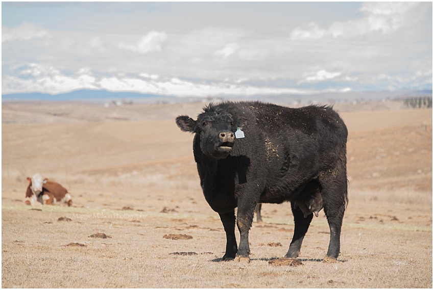 2018,Angus,Hereford,calving,cattle,