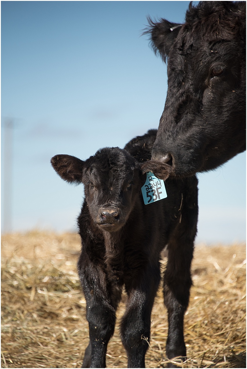 2018,Angus,Hereford,calving,cattle,