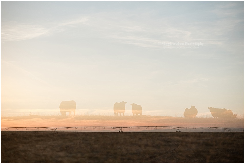 2018,Angus,Idaho,cattle,double exposure, 2018,Angus,Idaho,cattle,double exposure,
