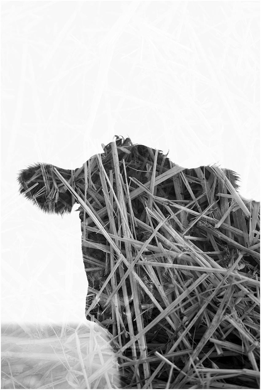 2018,Angus,Idaho,cattle,double exposure, 2018,Angus,Idaho,cattle,double exposure,
