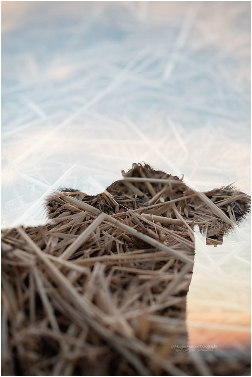 2018,Angus,Idaho,cattle,double exposure, 2018,Angus,Idaho,cattle,double exposure,
