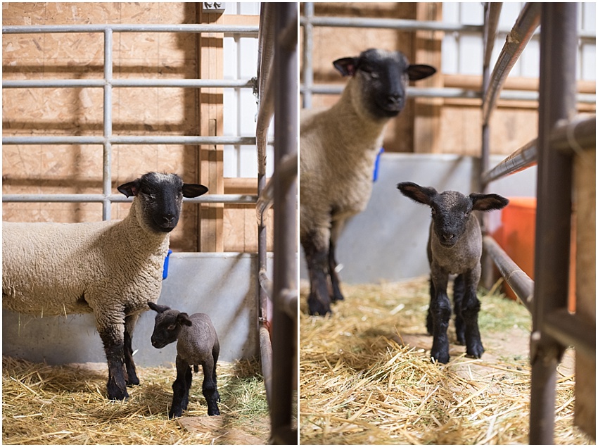 2018,buck,ewe,lamb,lambing,sheep,wether, 2018,buck,ewe,lamb,lambing,sheep,wether,