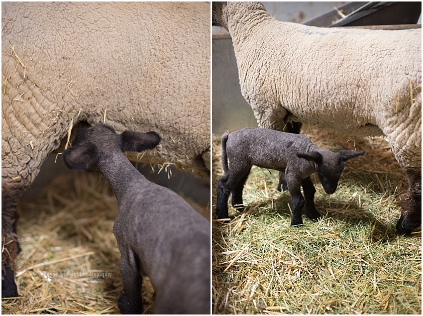 2018,buck,ewe,lamb,lambing,sheep,wether, 2018,buck,ewe,lamb,lambing,sheep,wether,