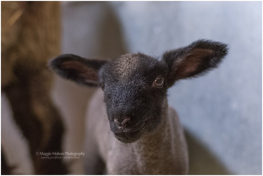 2018,buck,ewe,lamb,lambing,sheep,wether, 2018,buck,ewe,lamb,lambing,sheep,wether,