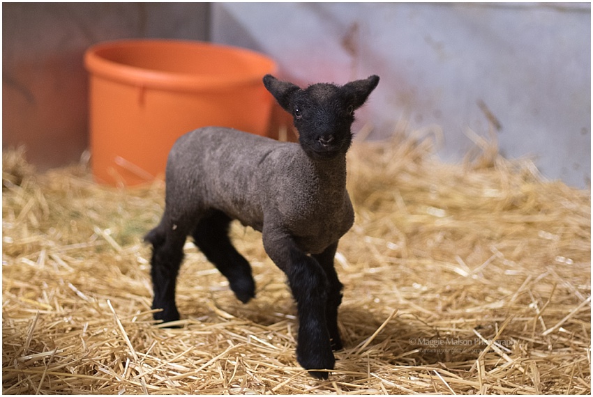 2018,buck,ewe,lamb,lambing,sheep,wether, 2018,buck,ewe,lamb,lambing,sheep,wether,