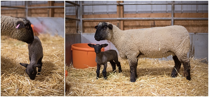 2018,buck,ewe,lamb,lambing,sheep,wether, 2018,buck,ewe,lamb,lambing,sheep,wether,