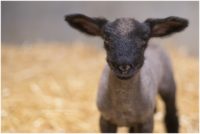 baby lamb