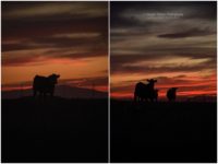 sunset, cattle, livestock at sunset, silhouette of cattle, cows