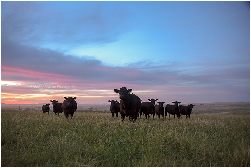 Angus,Hereford,bred heifers,cattle, Angus,Hereford,bred heifers,cattle,