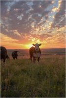 cattle at sunrise