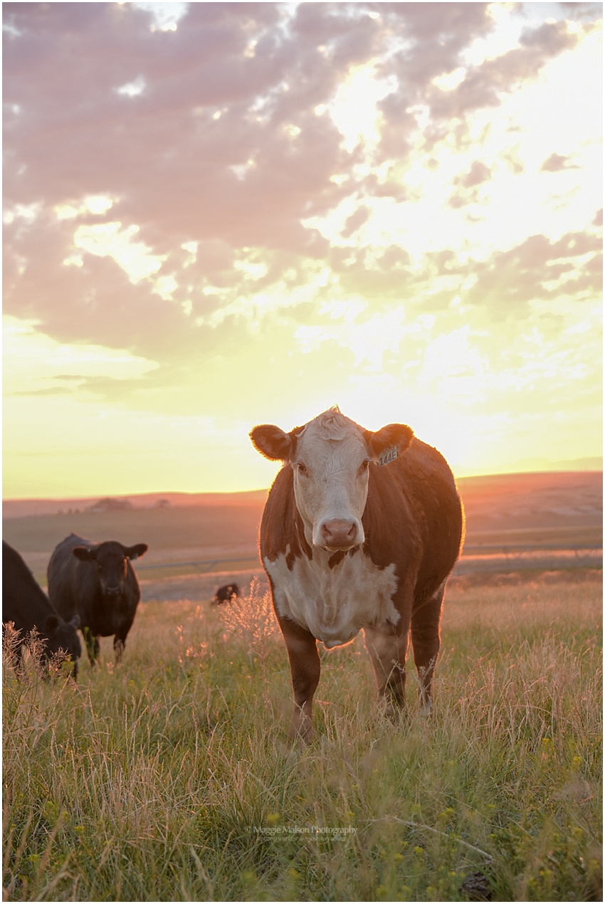 Angus,Hereford,bred heifers,cattle, Angus,Hereford,bred heifers,cattle,