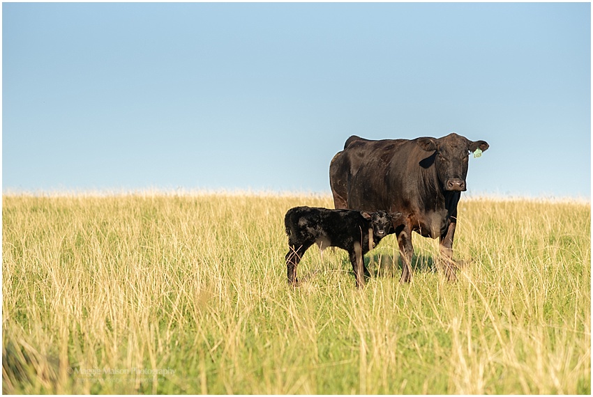 Angus,father and son,grass pasture,newborn calf,tagging calves,vaccinations, Angus,father and son,grass pasture,newborn calf,tagging calves,vaccinations,