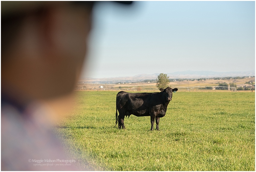 Angus,father and son,grass pasture,newborn calf,tagging calves,vaccinations, Angus,father and son,grass pasture,newborn calf,tagging calves,vaccinations,