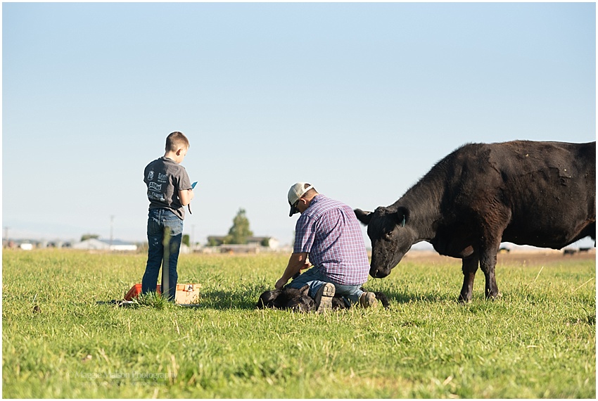 Angus,father and son,grass pasture,newborn calf,tagging calves,vaccinations, Angus,father and son,grass pasture,newborn calf,tagging calves,vaccinations,