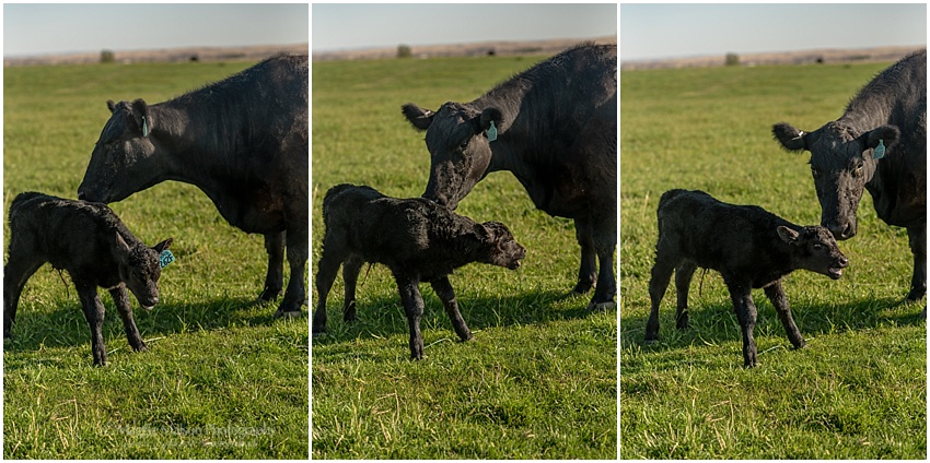 Angus,father and son,grass pasture,newborn calf,tagging calves,vaccinations, Angus,father and son,grass pasture,newborn calf,tagging calves,vaccinations,