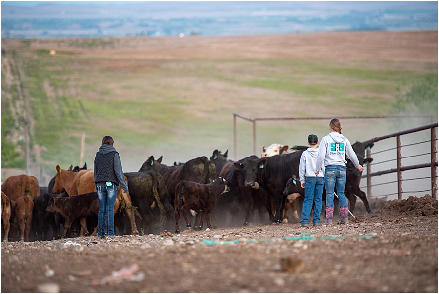 kids working cattle