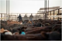 Working cattle on family ranch