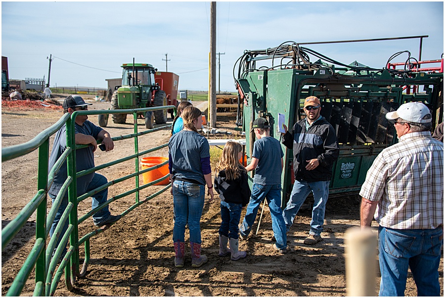 working cattle